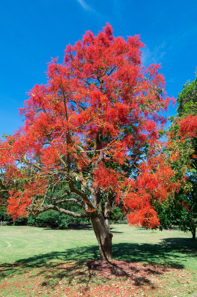 Brachychiton Acerifolius (Illawara Flame Tree)