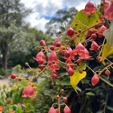 Brachychiton ‘Bella Pink’ (Bella Pink Bottle Tree)
