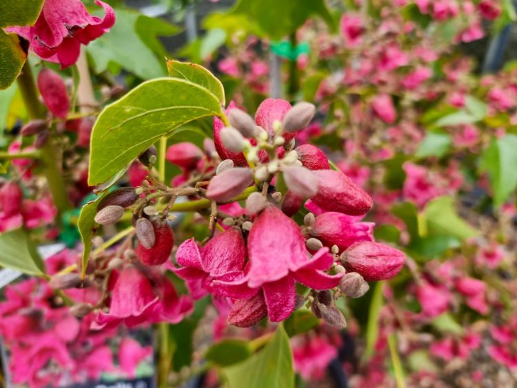 Brachychiton ‘DB01’ (Magenta Bells)