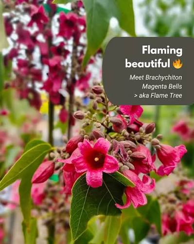 Brachychiton ‘DB01’ (Magenta Bells)