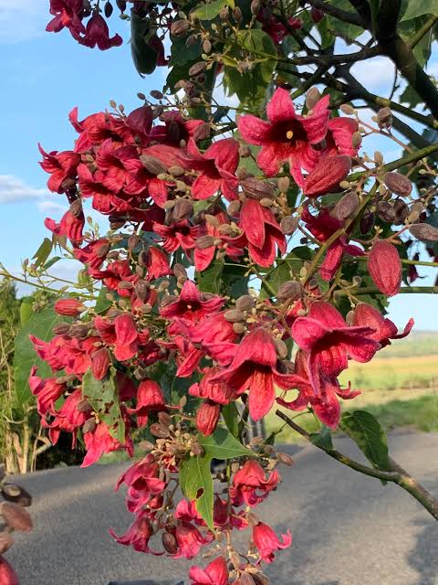 Brachychiton ‘DB01’ (Magenta Bells)