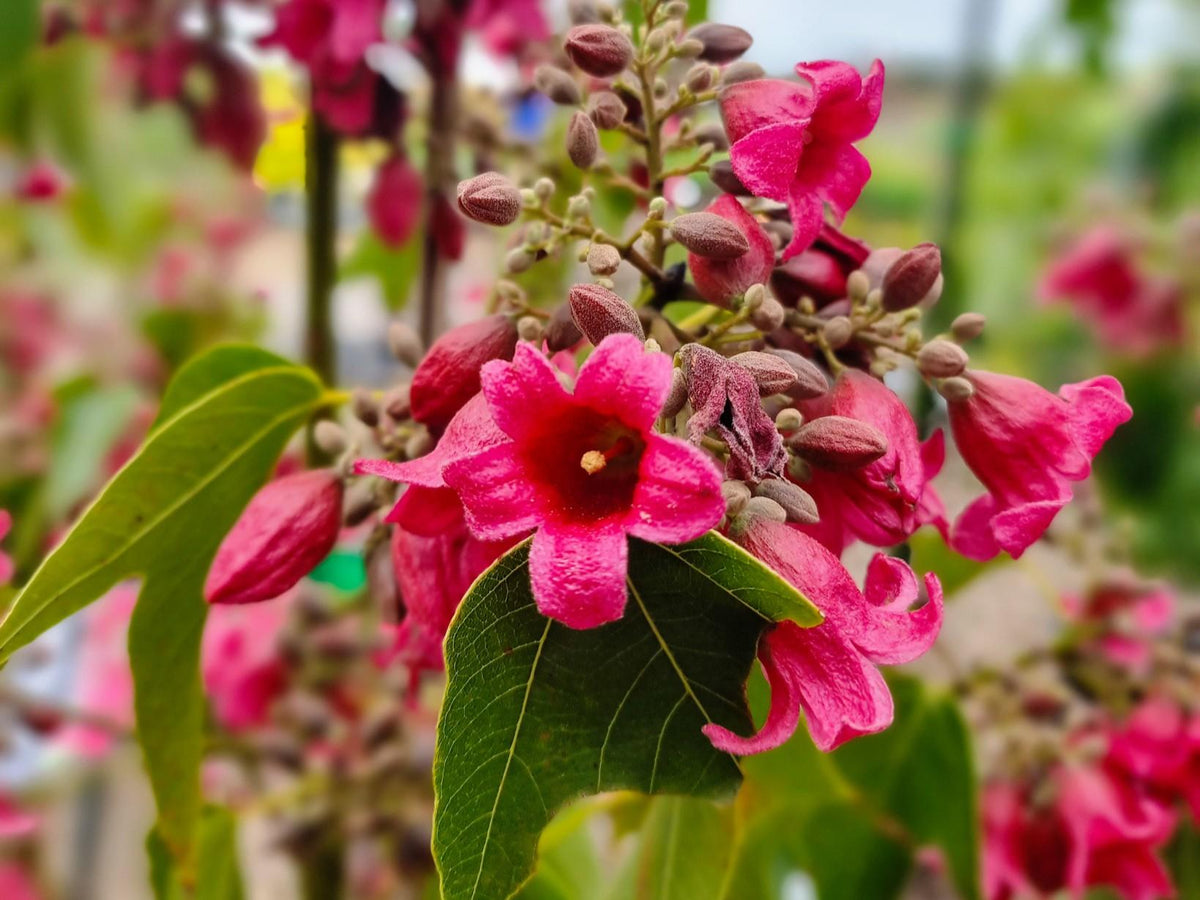 Brachychiton Bloomin Bottles™ (DB01) ‘Magenta Bells’ GRAFTED