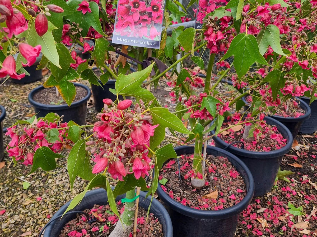 Brachychiton Bloomin Bottles™ (DB01) ‘Magenta Bells’ GRAFTED
