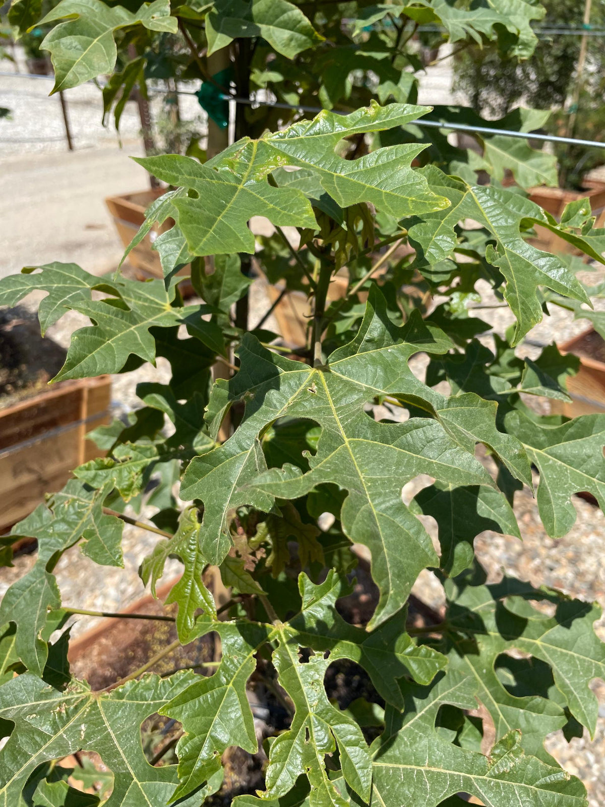 Brachychiton Bloomin Bottles™ (DB01) ‘Magenta Bells’ GRAFTED