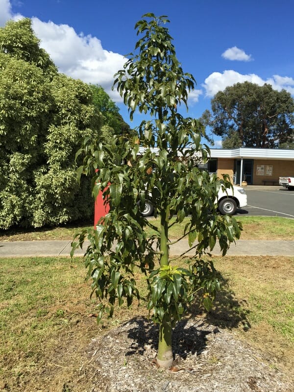 Brachychiton 'Jerilderie Red' (Jerilderie Red Bottle Tree)
