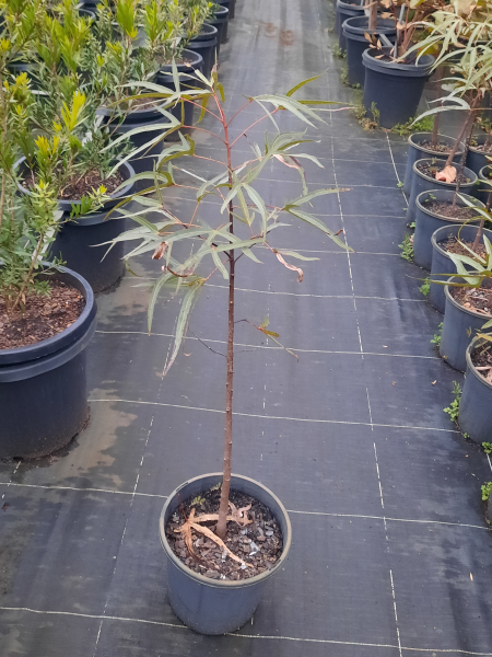 Brachychiton Rupestris (Queensland Bottle Tree)