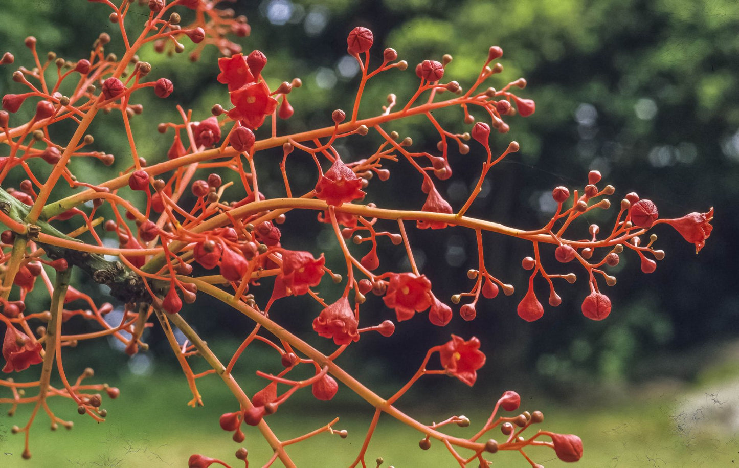 Brachychiton Acerifolius (Illawara Flame Tree)