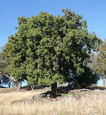 Brachychiton Populneus (Kurrajong)
