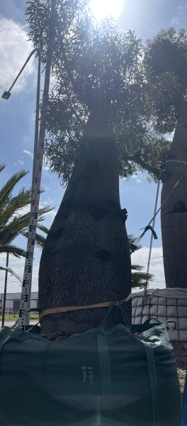 Brachychiton Rupestris (Queensland Bottle Tree) CLEARANCE