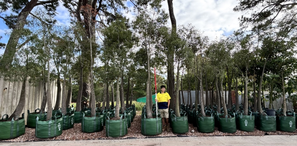 Brachychiton Rupestris (Queensland Bottle Tree)