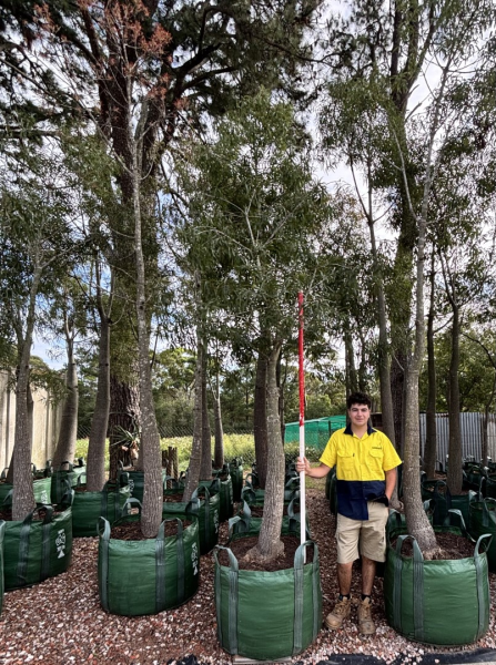 Brachychiton Rupestris (Queensland Bottle Tree)