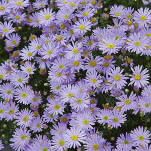 Brachyscome Mauve Delight (Brachyscome multifida)
