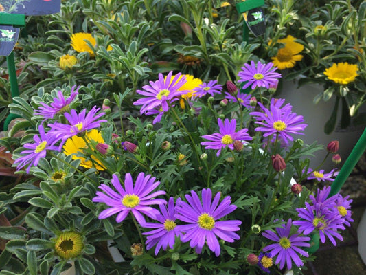 Brachyscome angustifolia 'Brasco Violet' (Brasco Violet Swan River Daisy)