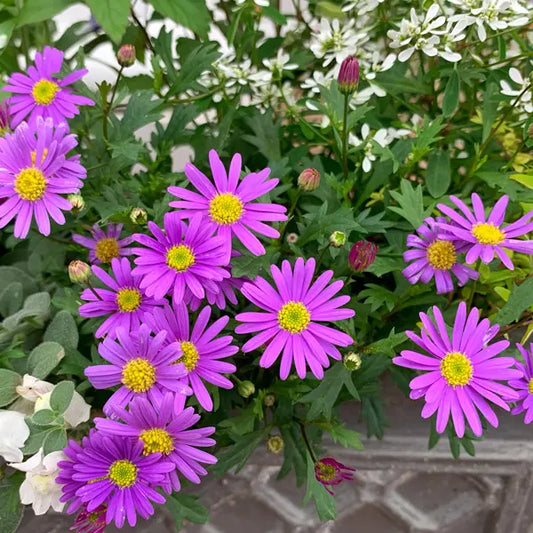 Brachyscome Fresco Candy (Native Daisy)