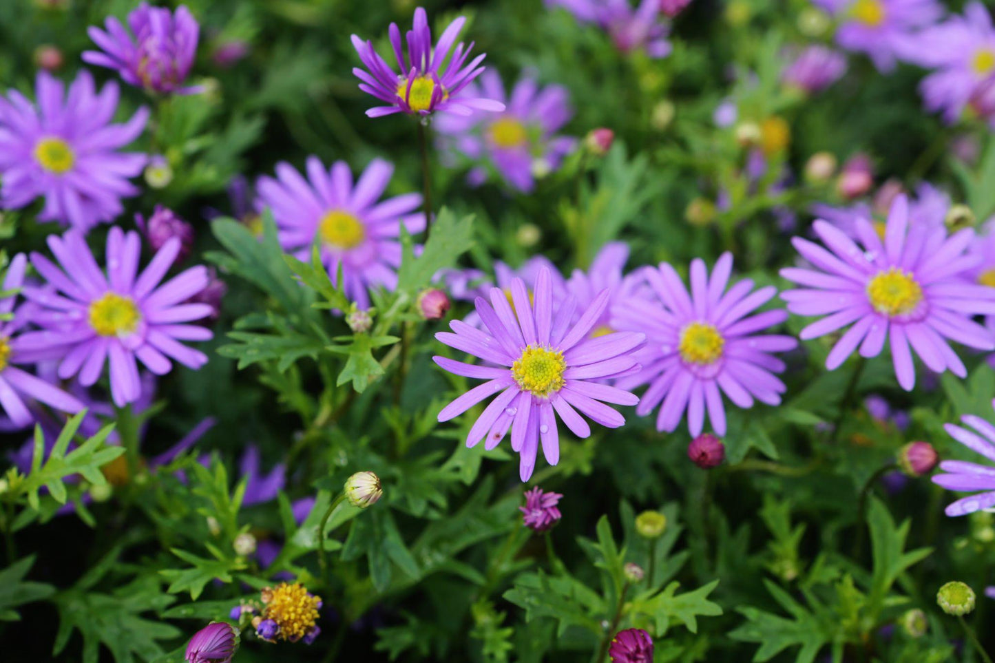 Brachyscome Iberidifolia (Brachyscome Mix)