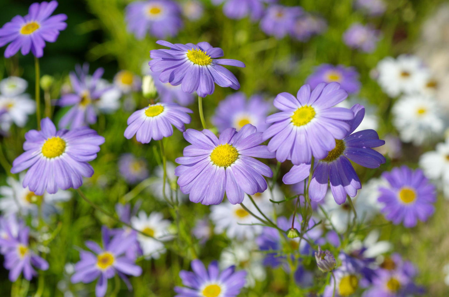 Brachyscome Iberidifolia (Brachyscome Mix)