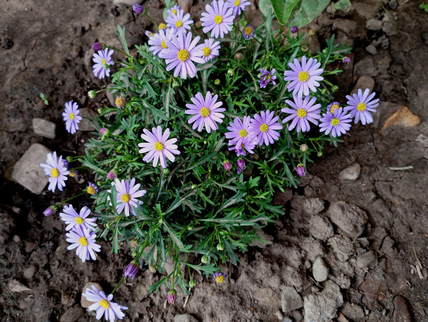 Brachyscome Iberidifolia (Brachyscome Mix)