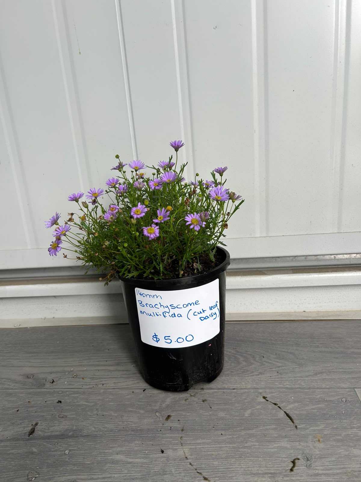 Brachyscome Multifida (Cut-Leaf Daisy) CLEARANCE