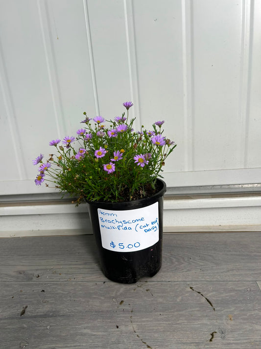 Brachyscome Multifida (Cut-Leaf Daisy) CLEARANCE