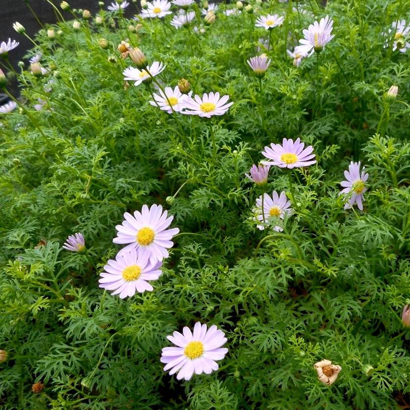 Brachyscome Multifida ‘Surdaisy Pink’ (Cut-Leaf Daisy)