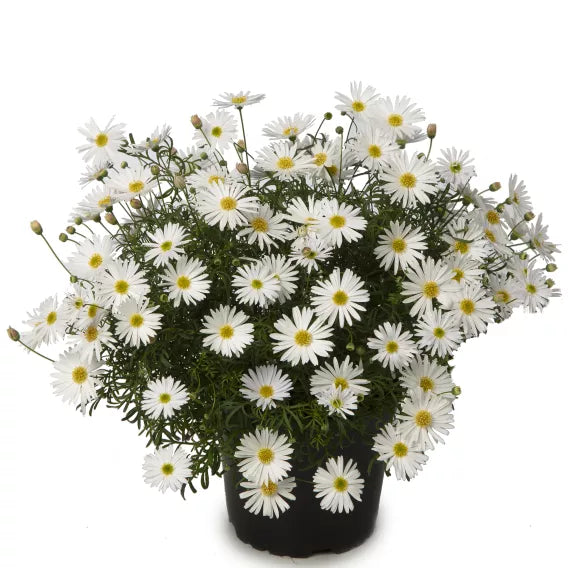Brachyscome Multifida 'Surdaisy White' (Surdaisy White Cut-Leaf Daisy)