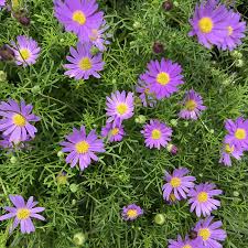 Brachyscome ‘Break O’Day’ (Break O’Day Daisy)