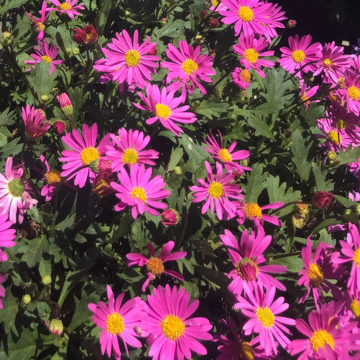 Brachyscome ‘Fresco Bright Pink’ (Swan River Daisy)