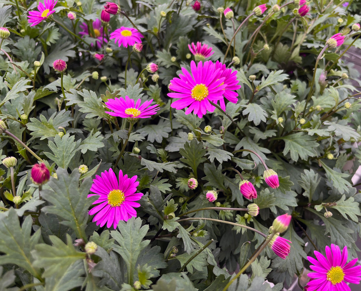 Brachyscome ‘Fresco Bright Pink’ (Swan River Daisy)