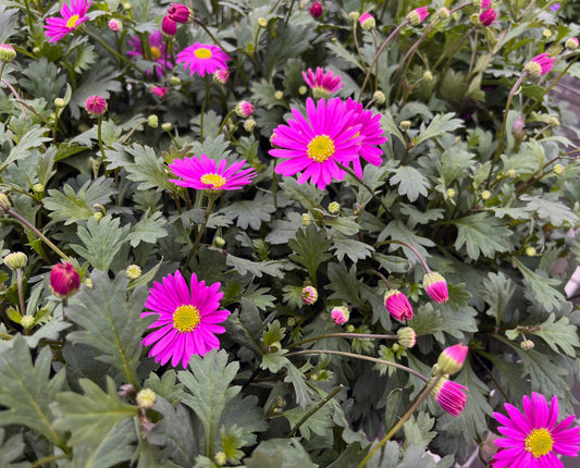 Brachyscome ‘Fresco Bright Pink’ (Swan River Daisy)