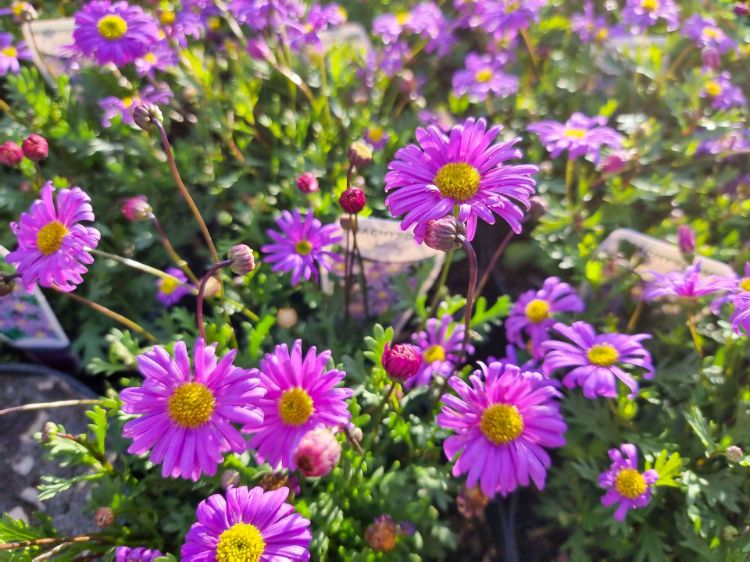 Brachyscome Fresco Candy (Native Daisy)