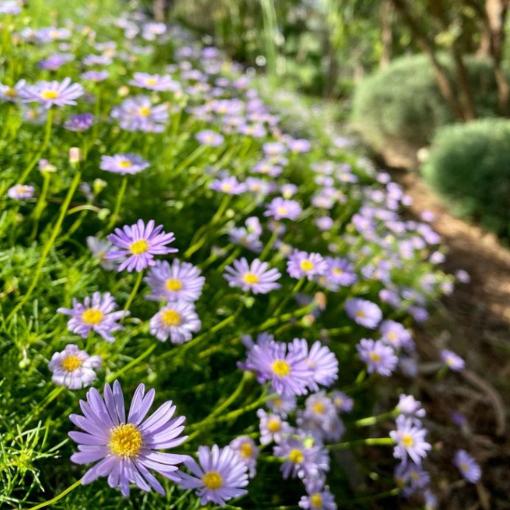 Brachyscome ‘Mauve Mystery’ (Swan River Daisy)