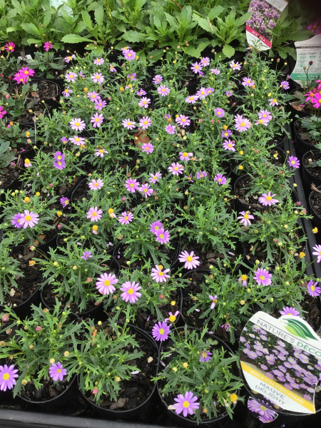 Brachyscome Mauve Delight (Brachyscome multifida)