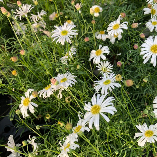 Brachyscome Multifida 'Surdaisy White' (Surdaisy White Cut-Leaf Daisy)