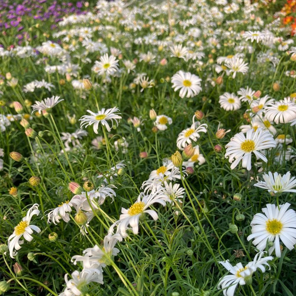 Brachyscome Multifida 'Surdaisy White' (Surdaisy White Cut-Leaf Daisy)