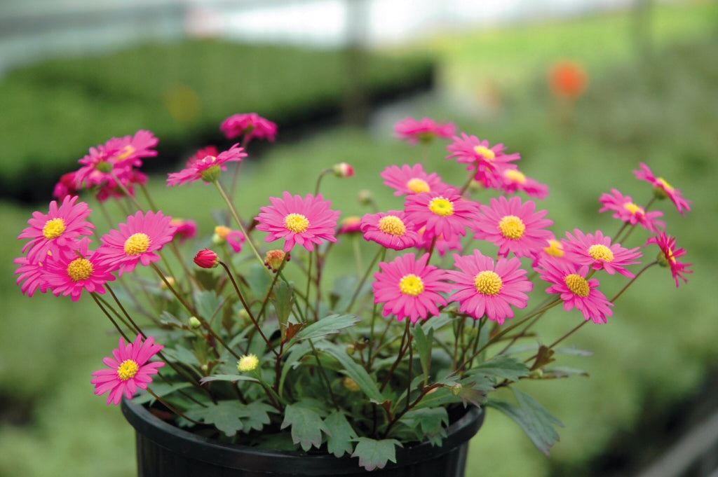 Brachyscome 'Pacific Reef' (Ramboreef Daisy)