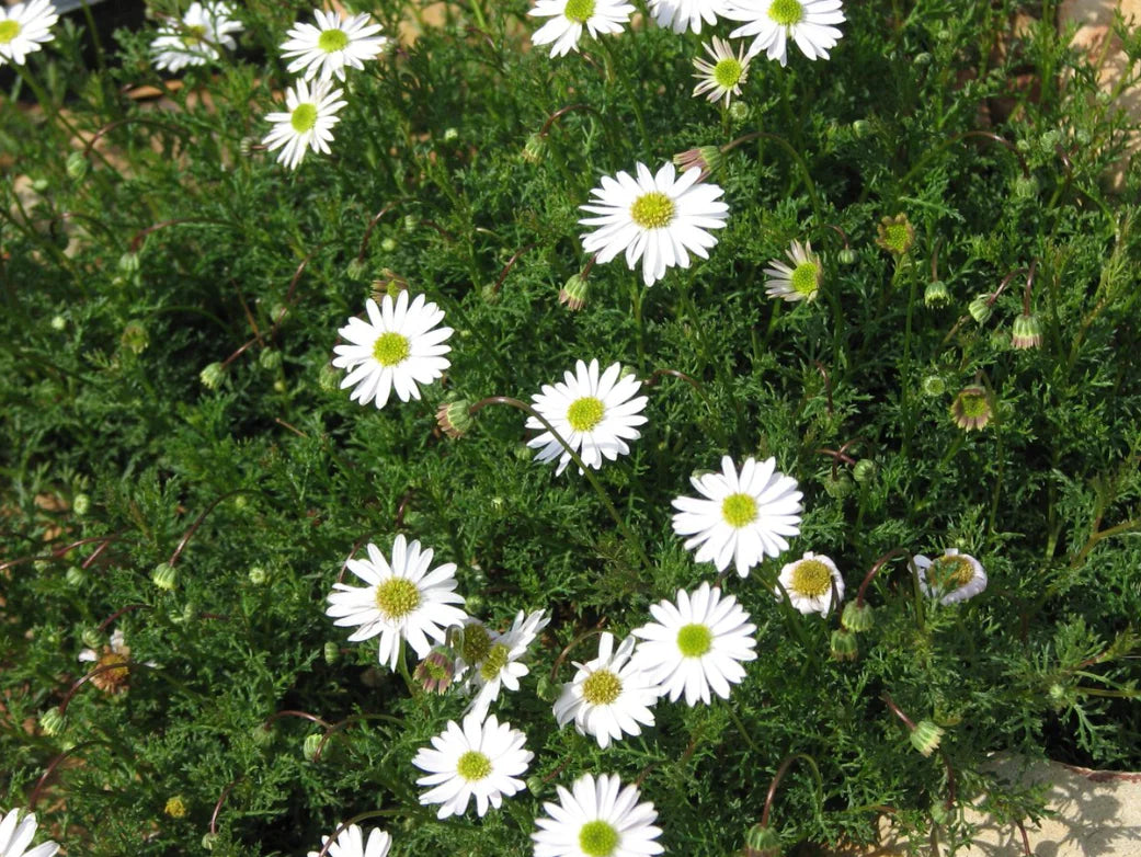 Brachyscome multifida ‘Alba’ (Cut Leaf Daisy)