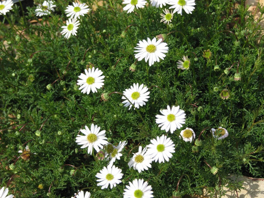 Brachyscome multifida ‘Alba’ (Cut Leaf Daisy)