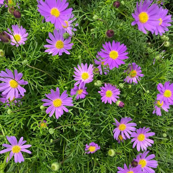 Brachyscome Multifida ‘Break O Day’ (Cut Leaf Daisy)
