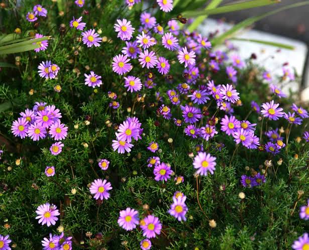 Brachyscome Multifida ‘Break O Day’ (Cut Leaf Daisy)