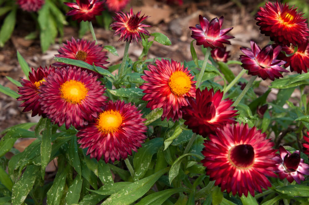Bracteantha Bracteata (Mohave Dark Red Everlasting Daisy)