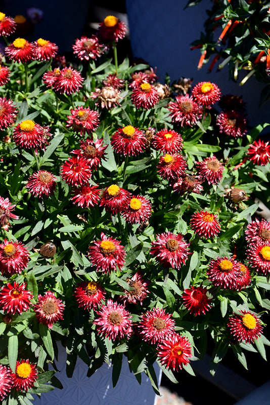 Bracteantha Bracteata (Mohave Dark Red Everlasting Daisy)