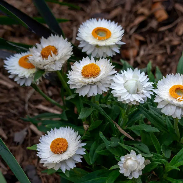 Bracteantha Bracteata (Mohave White Strawflower)
