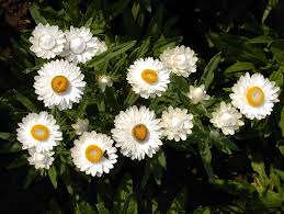 Bracteantha Bracteata (Mohave White Strawflower)