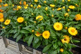 Bracteantha Bracteata (Mohave Yellow Strawflower)