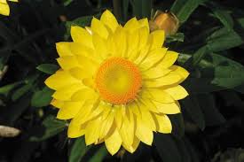 Bracteantha Bracteata (Mohave Yellow Strawflower)
