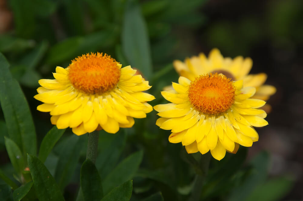 Bracteantha Bracteata (Mohave Yellow Strawflower)