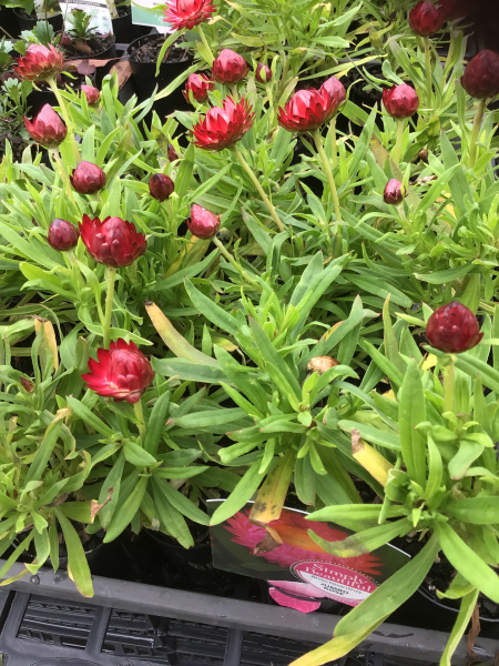 Bracteantha Bracteata (Dreamtime Jumbo Rose Strawflower)