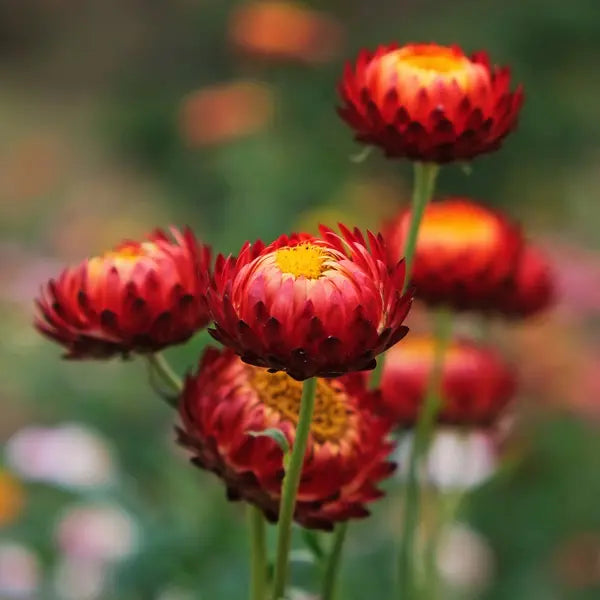 Bracteantha 'Mohave Red' (Strawflower)