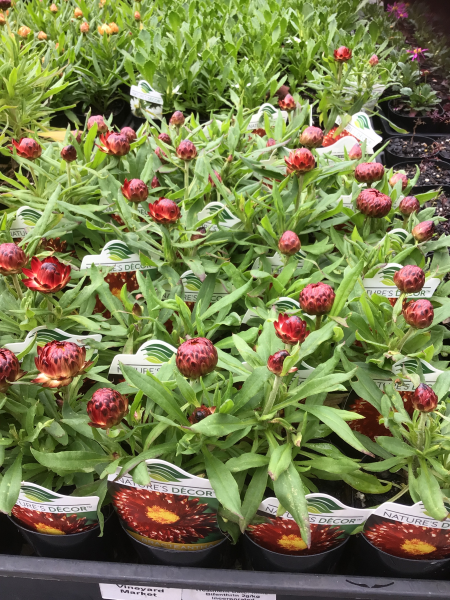 Bracteantha Bracteata (Mohave Dark Red Everlasting Daisy)