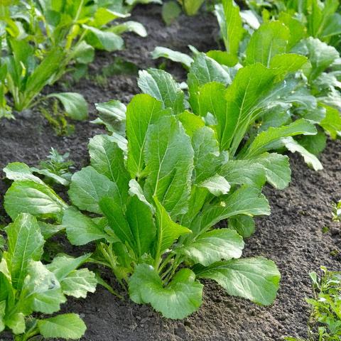 Brassica Juncea (Mustard Greens)